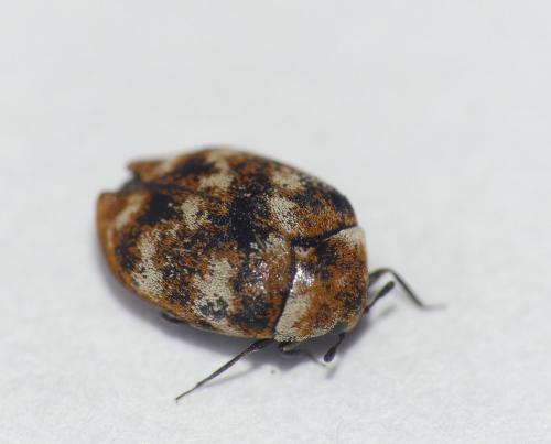 Anthrenus verbasci